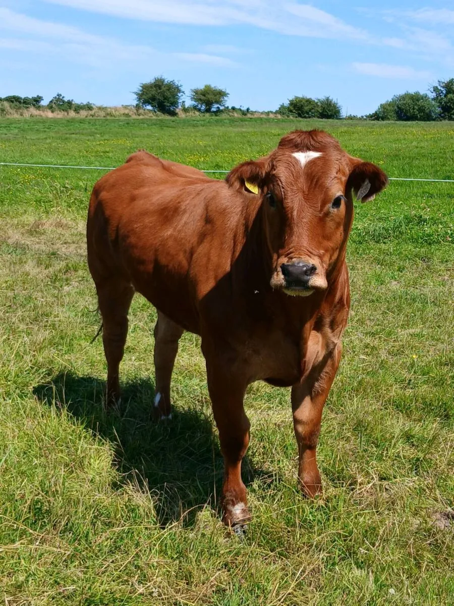 Weanling heifers 💥💥💥 - Image 1