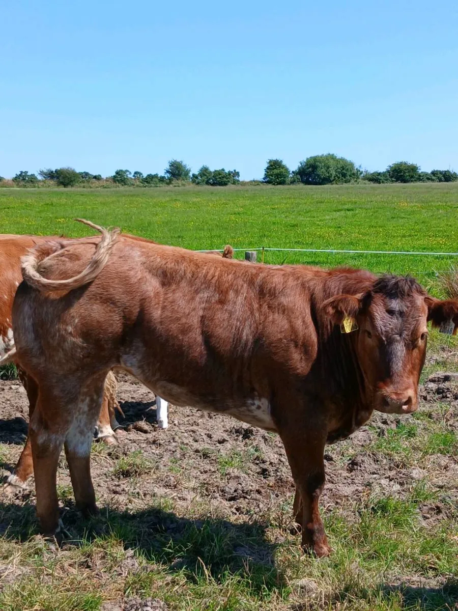Weanling heifers 💥💥💥 - Image 2