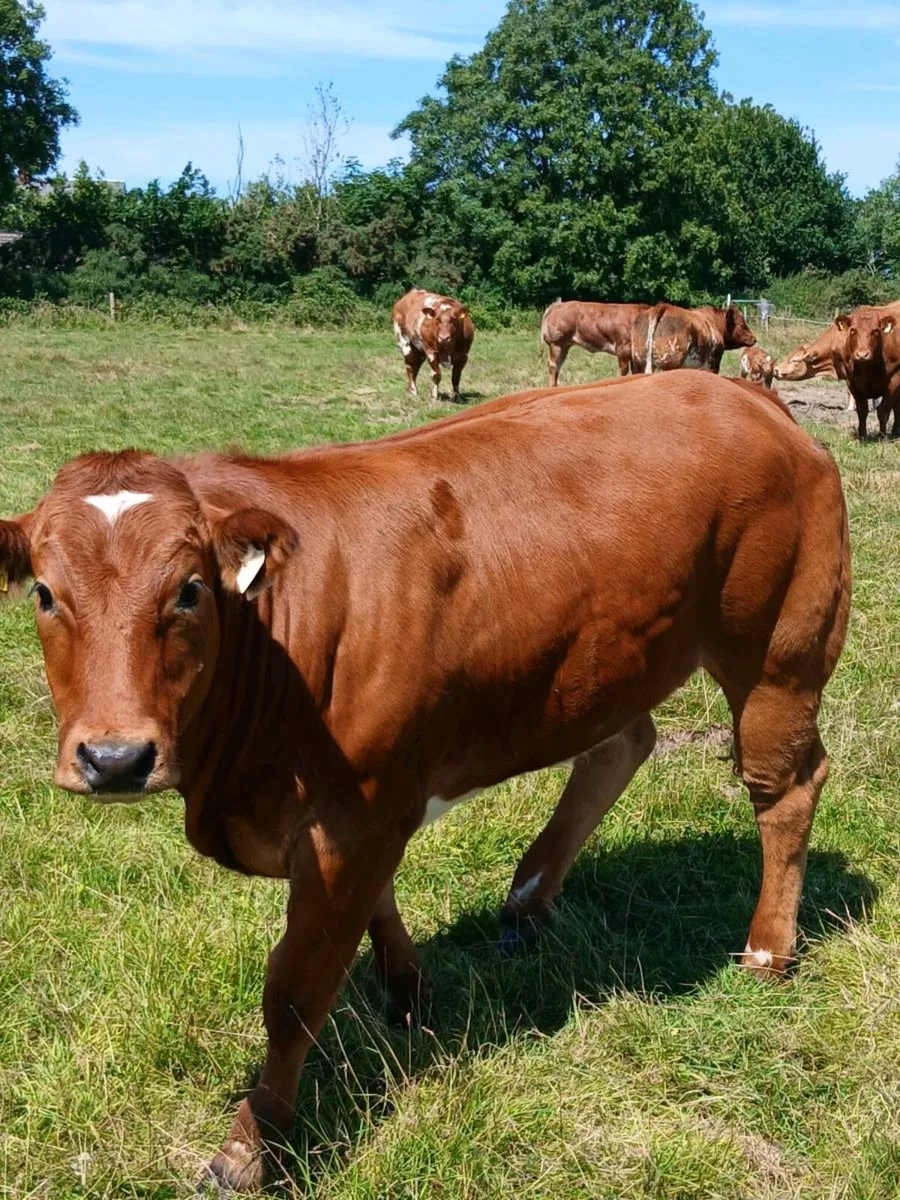 Weanling heifers 💥💥💥 - Image 3