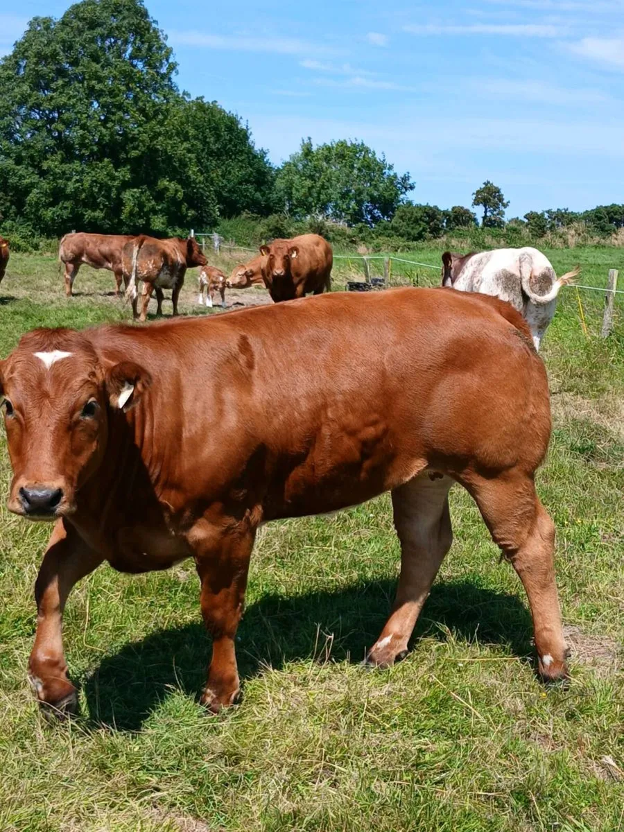 Weanling heifers 💥💥💥 - Image 4