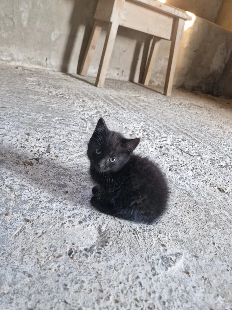 Kittens - Image 2