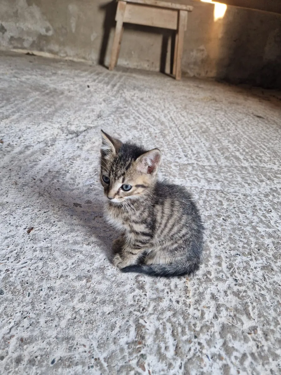 Kittens - Image 3