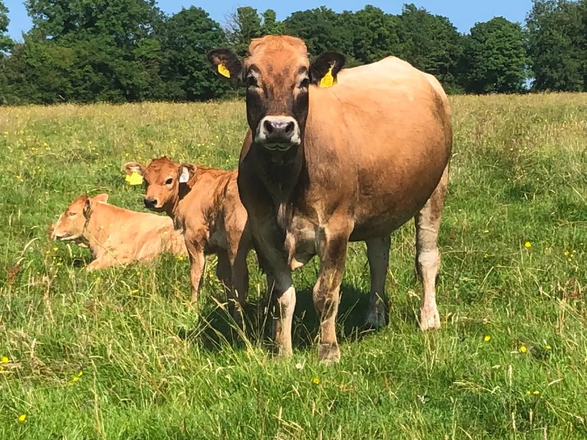 Organic Aubrac Cows with calves for sale - Image 3