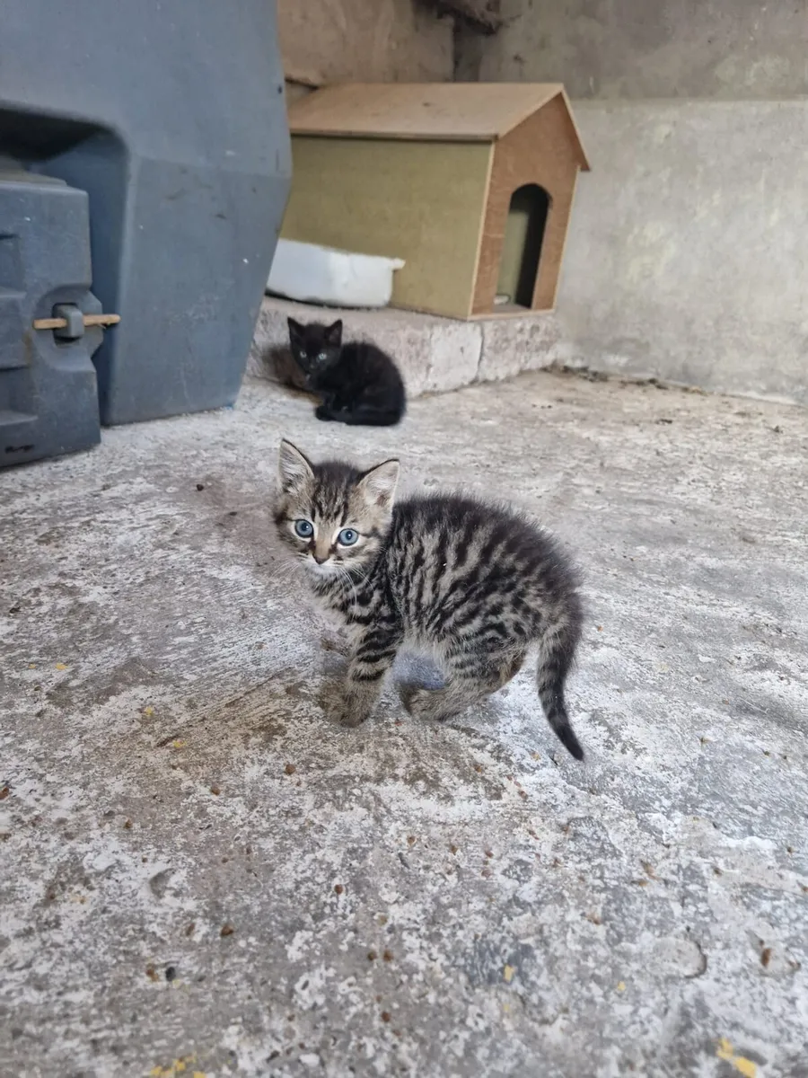Kittens - Image 4