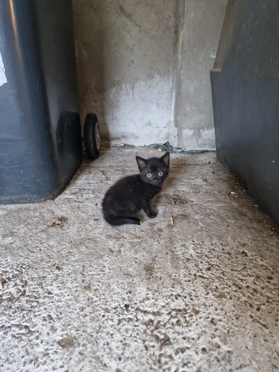 2 x black kittens - Image 2
