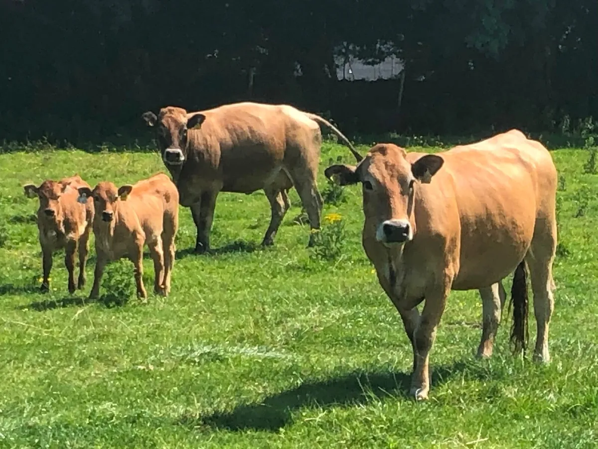 Organic Aubrac Cows with calves for sale - Image 1