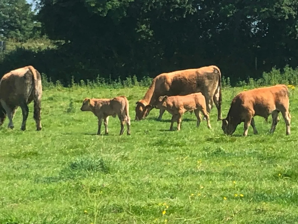 Organic Aubrac Cows with calves for sale - Image 2