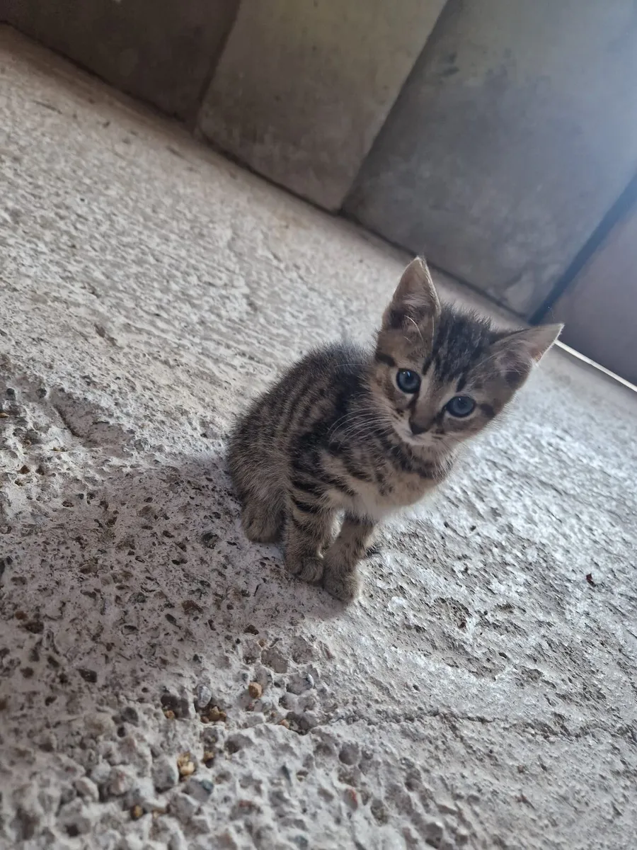 Kittens - Image 1