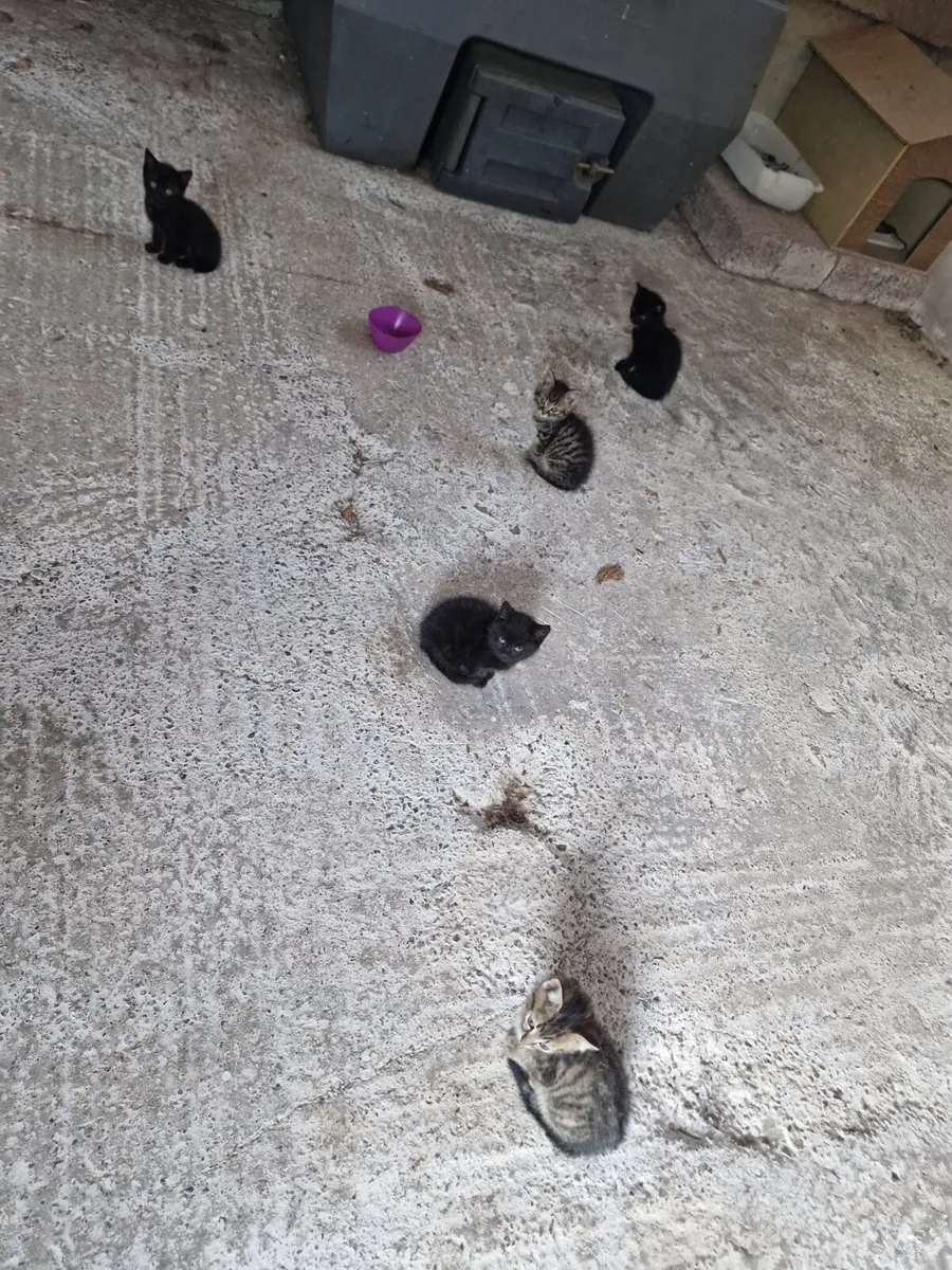 2 x black kittens - Image 3