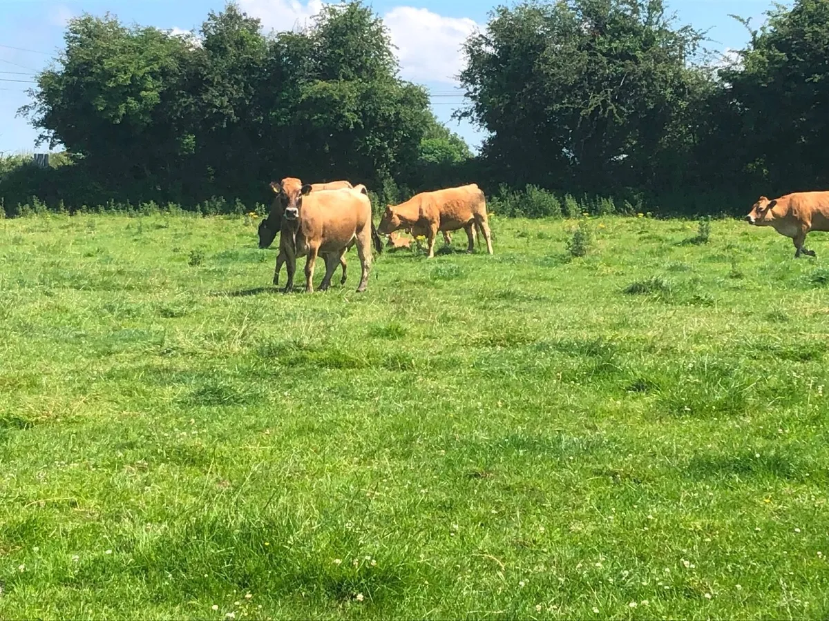 Organic Aubrac Cows with calves for sale - Image 4