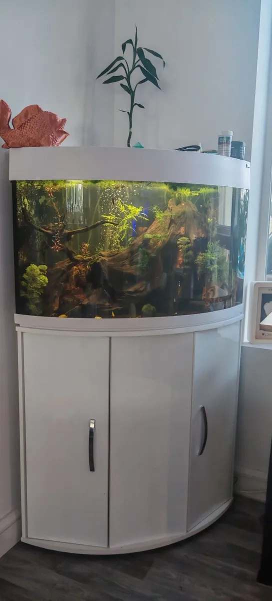 Fish tank - Image 4