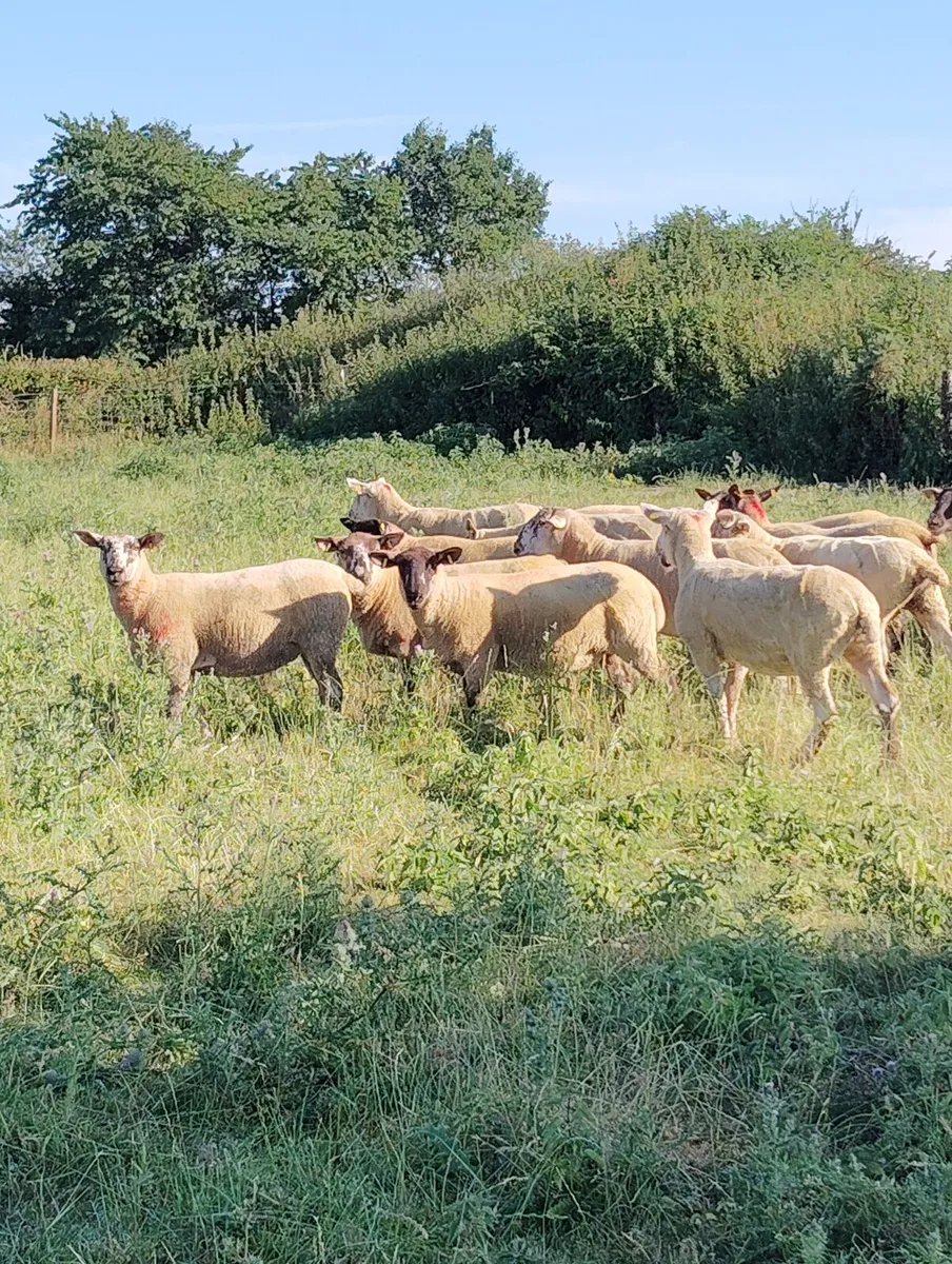 Speckled Hoggets - Image 3
