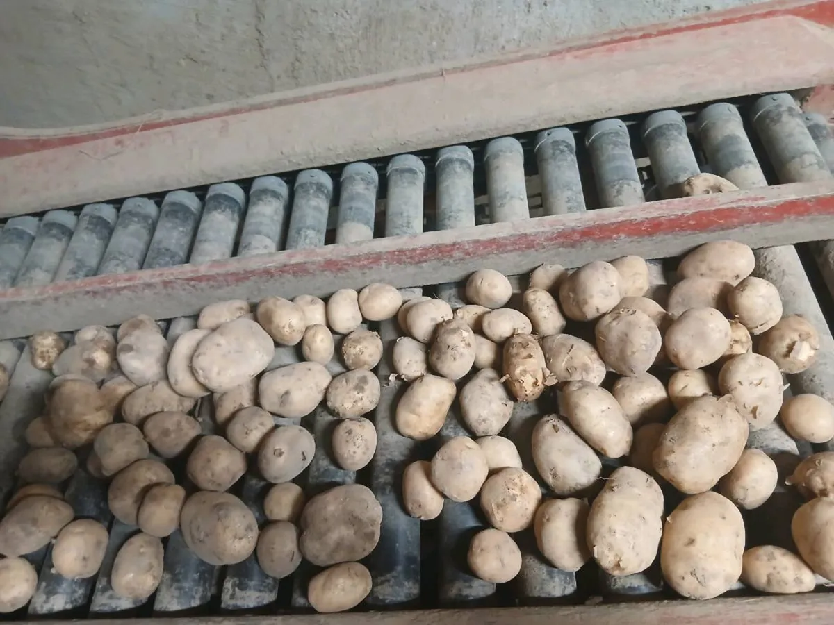 Queen potatoes - Image 2