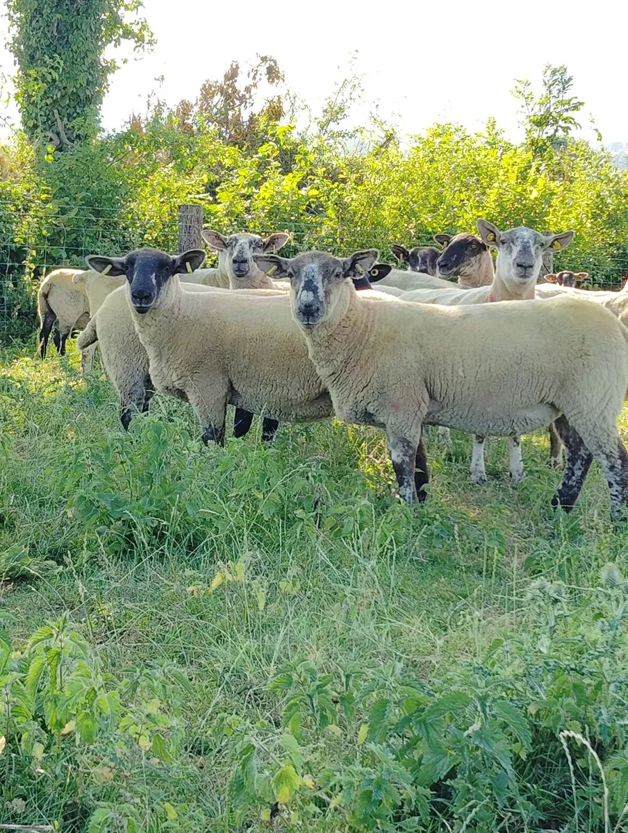 Speckled Hoggets - Image 1