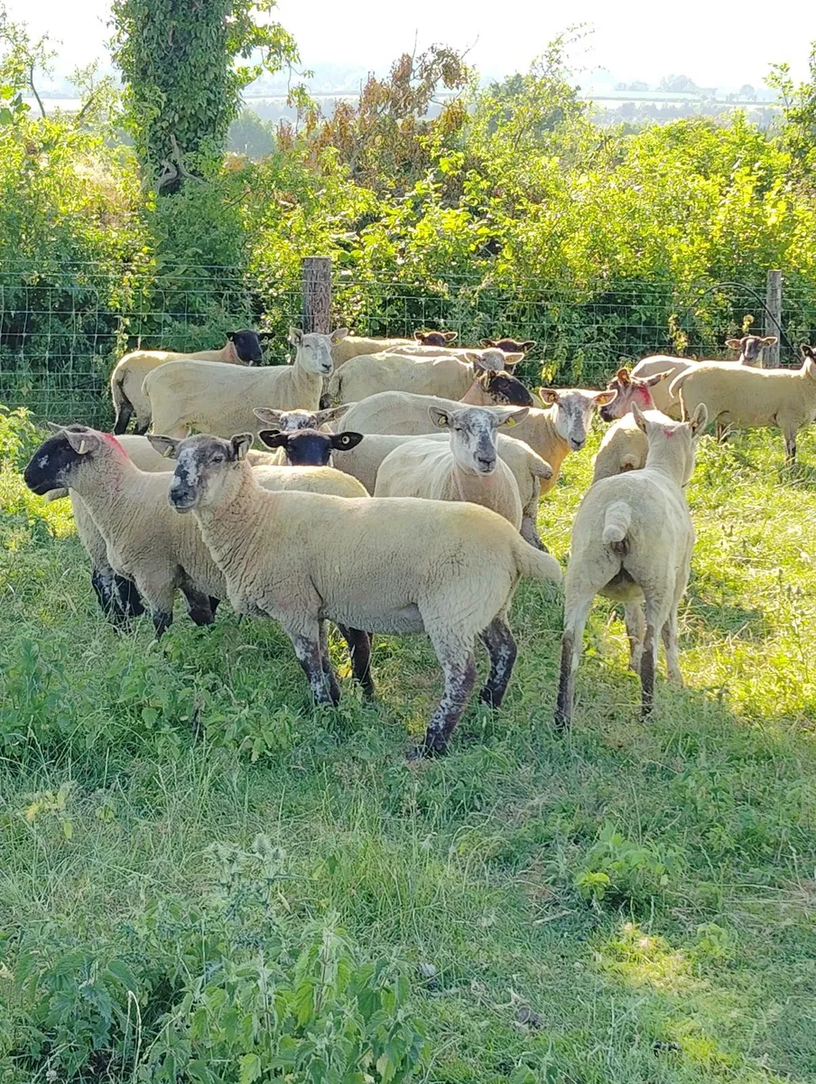 Speckled Hoggets - Image 4