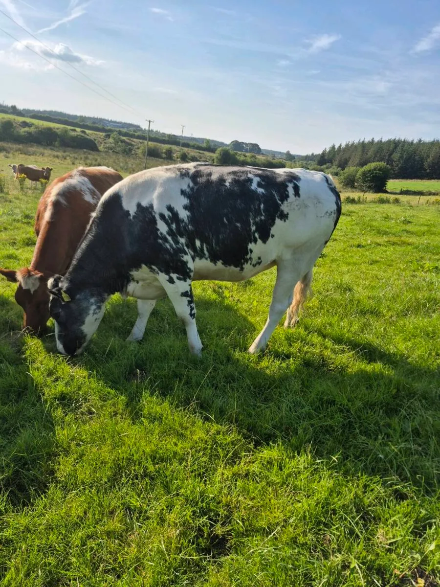 Springers - Image 1