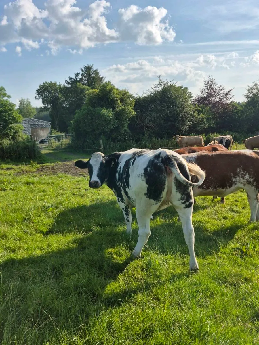 Springers - Image 2