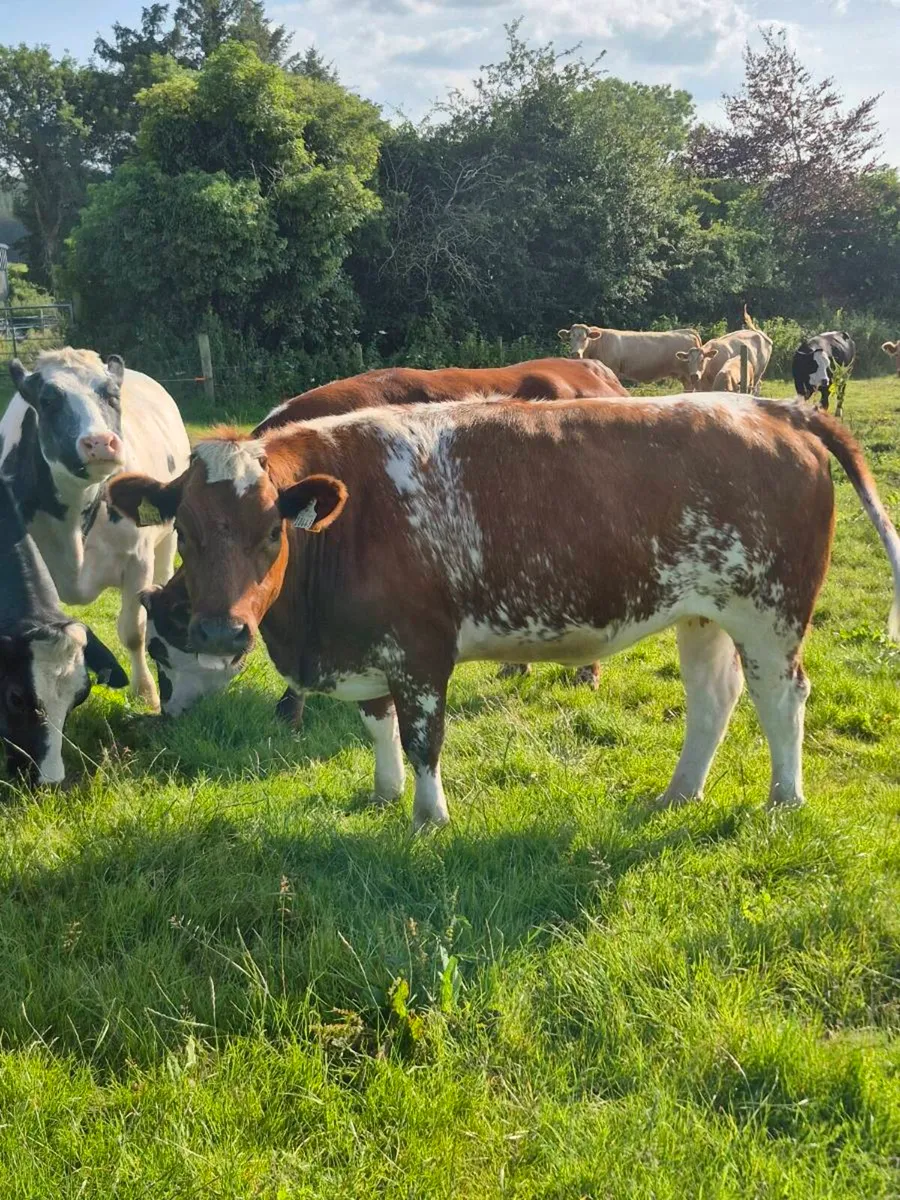 Springers - Image 4