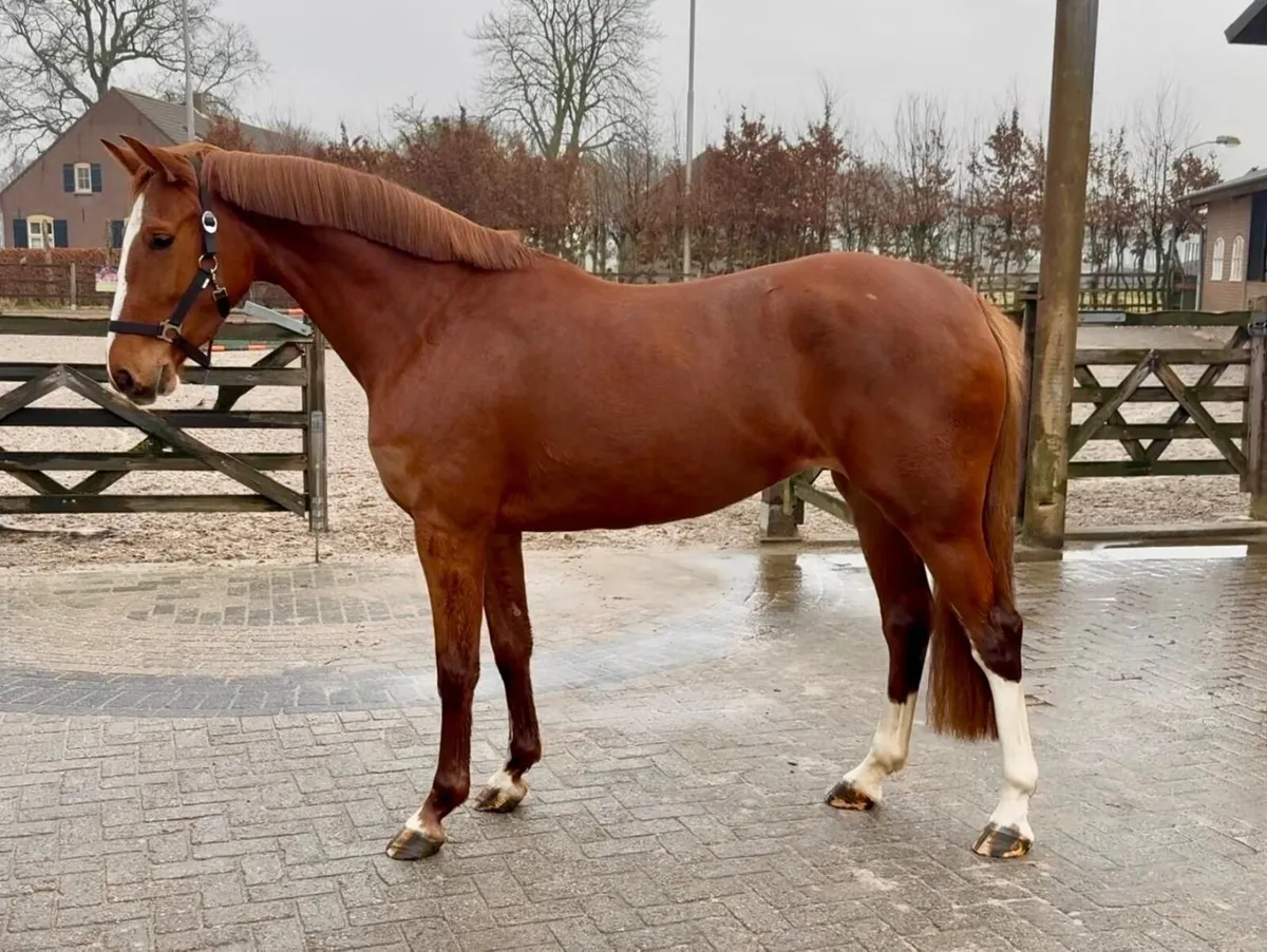 Flashy Chestnut Mare by Harley VDL