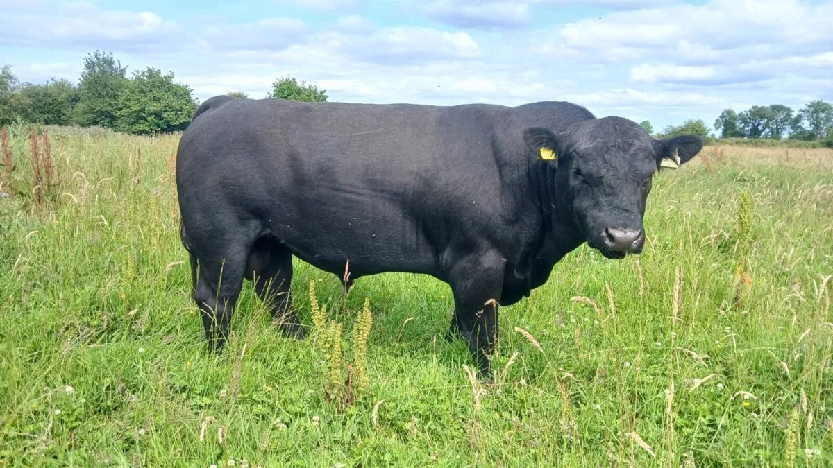 Pedigree Aberdeen Angus bulls - Image 2