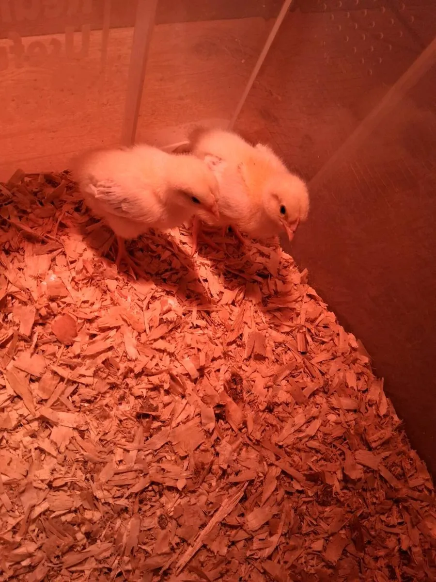 Chicks - Image 1