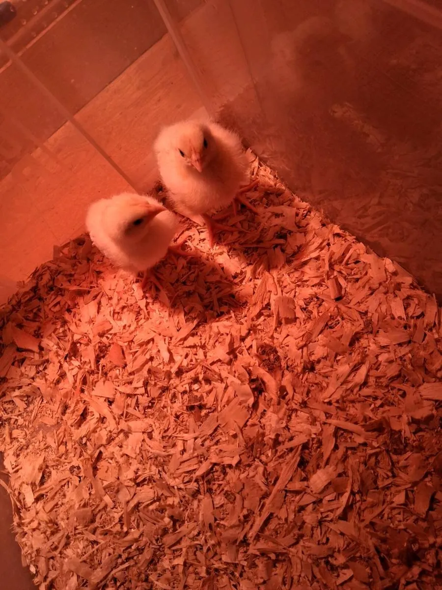 Chicks - Image 2