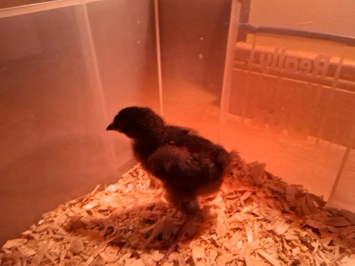 Chicks - Image 3