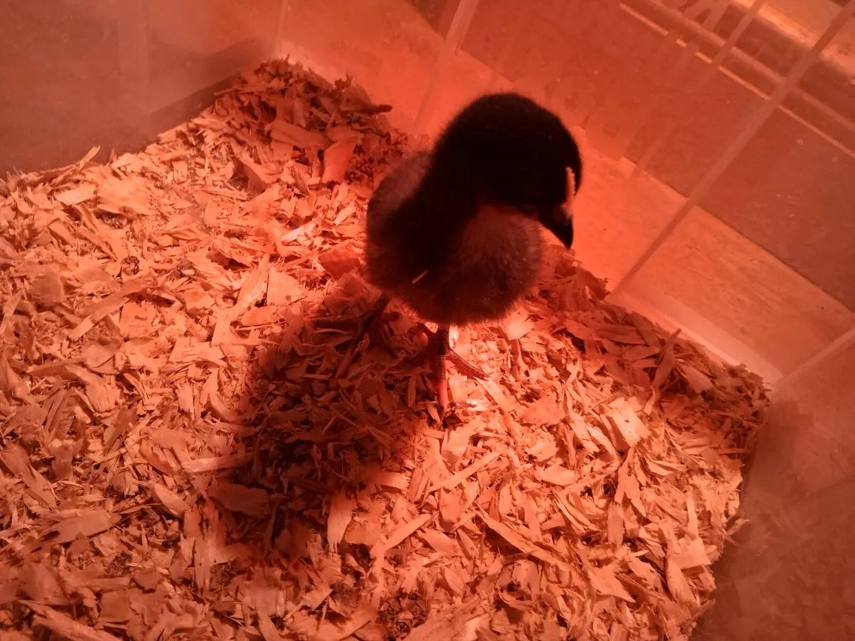 Chicks - Image 4