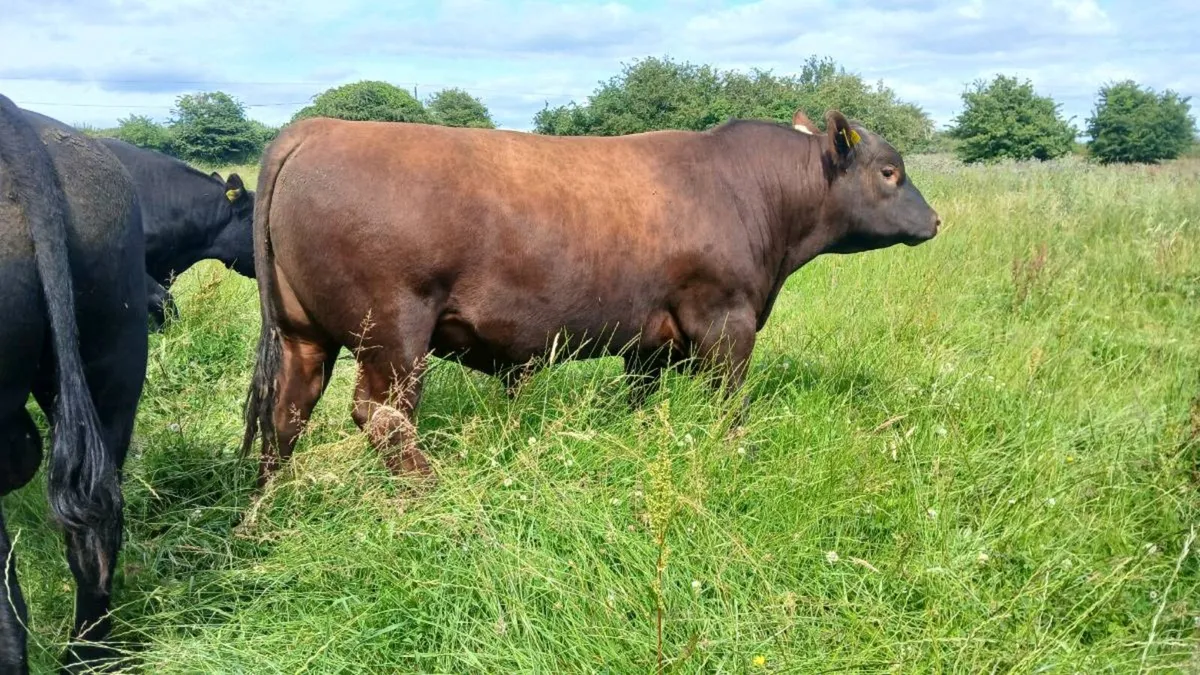 Pedigree Aberdeen Angus bulls - Image 1