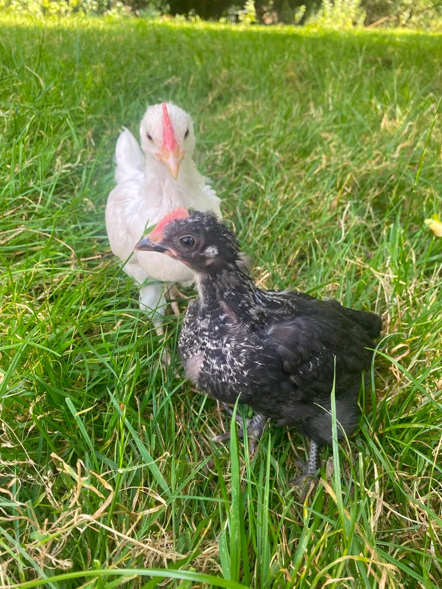 Rosters/hatching eggs - Image 1