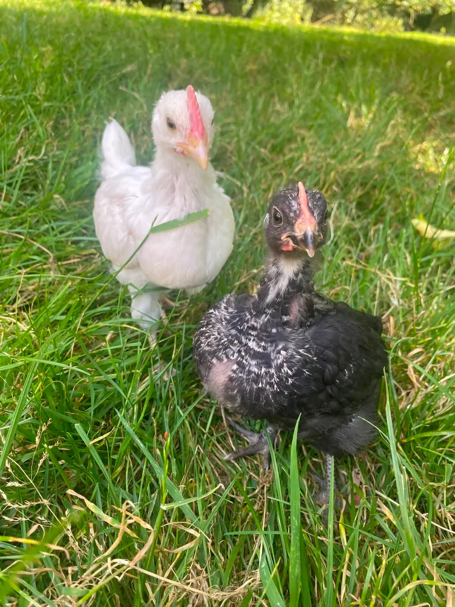Rosters/hatching eggs - Image 2