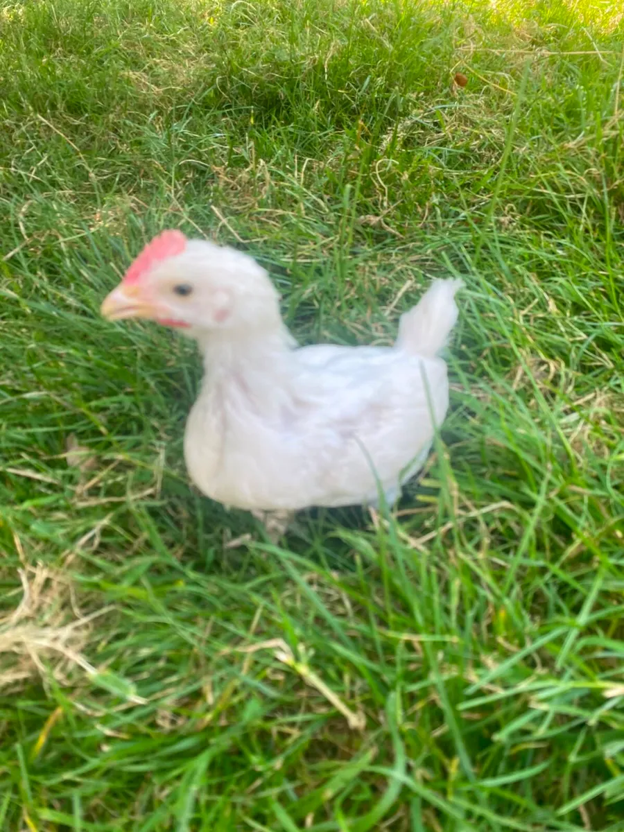 Rosters/hatching eggs - Image 3