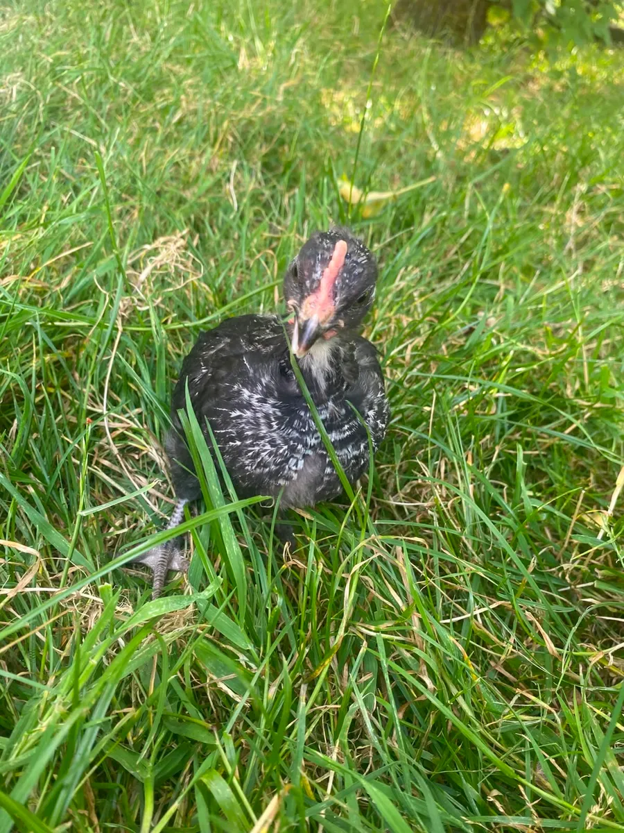 Rosters/hatching eggs - Image 4