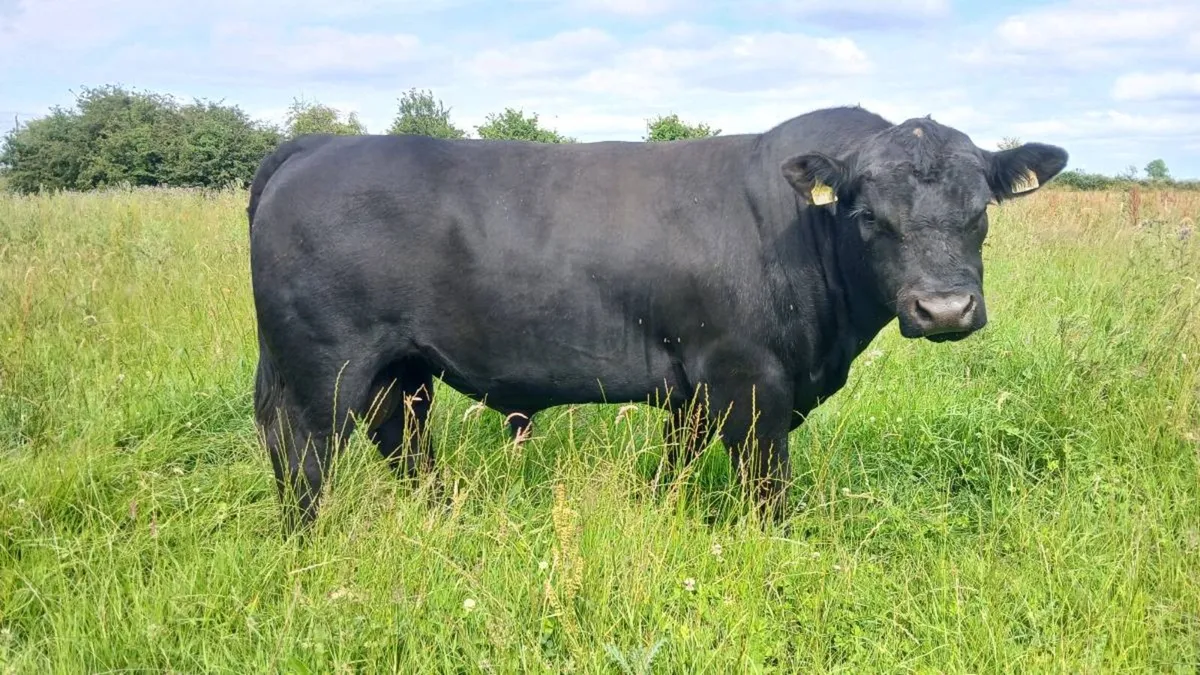 Pedigree Aberdeen Angus bulls - Image 4