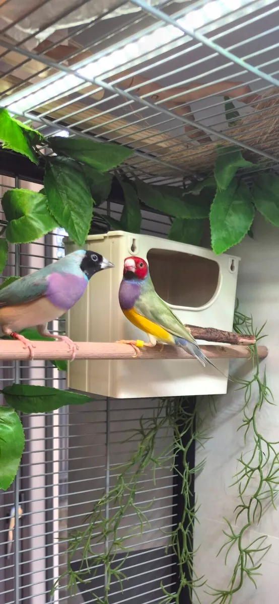 Gouldian finch - Image 1
