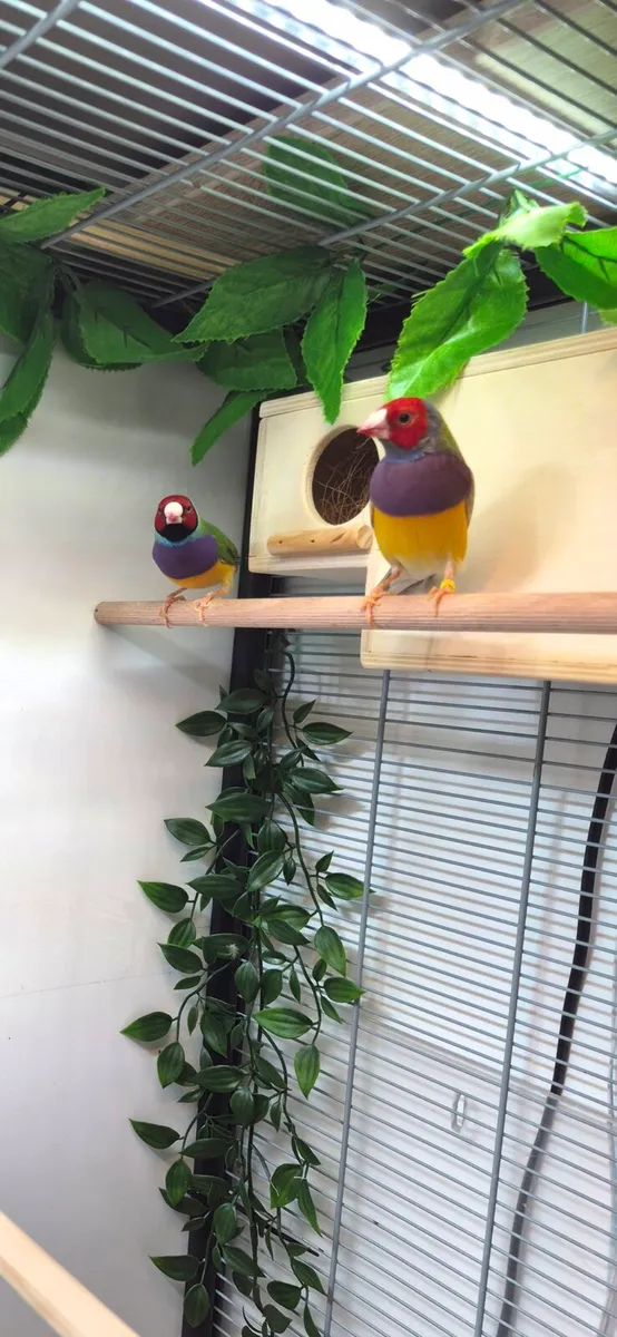 Gouldian finch - Image 2