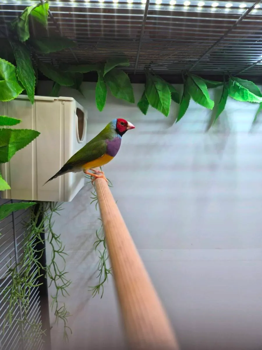 Gouldian finch - Image 3