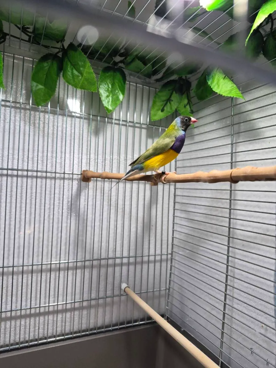 Gouldian finch - Image 4