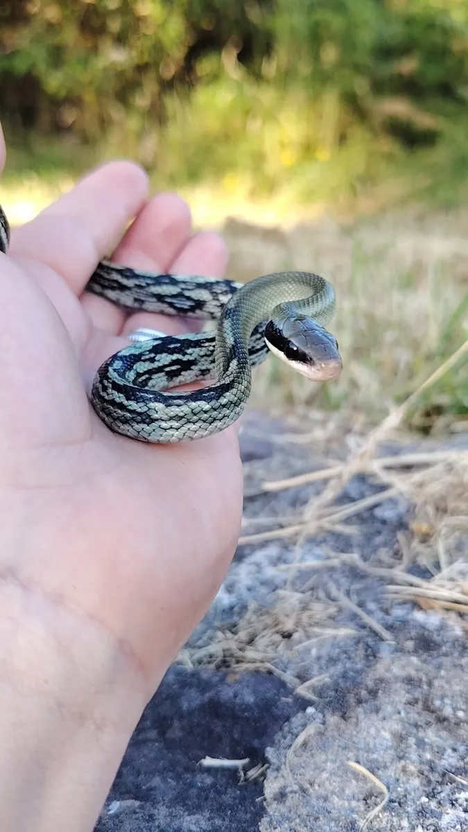 baby blue beauty rat snakes - Image 1