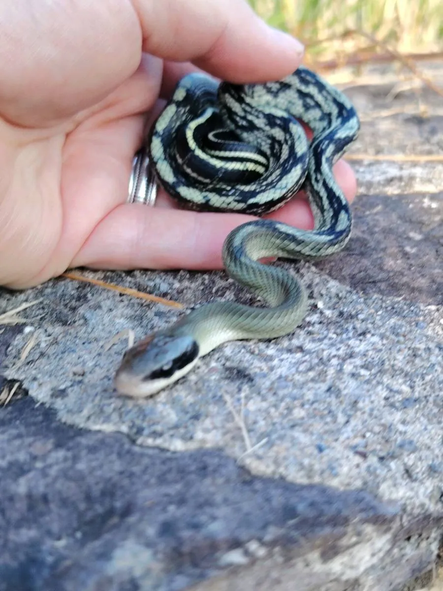baby blue beauty rat snakes - Image 2