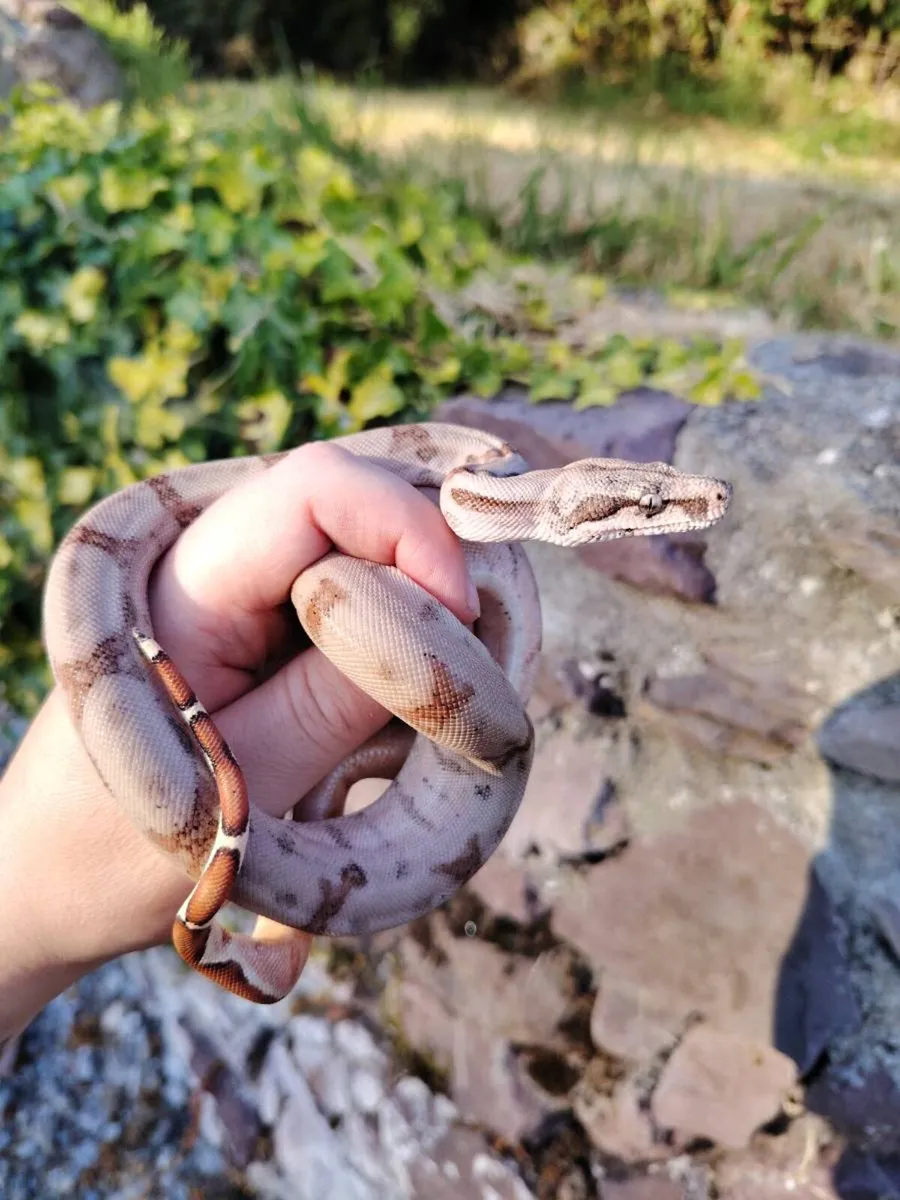 Jungle Boa - Image 2
