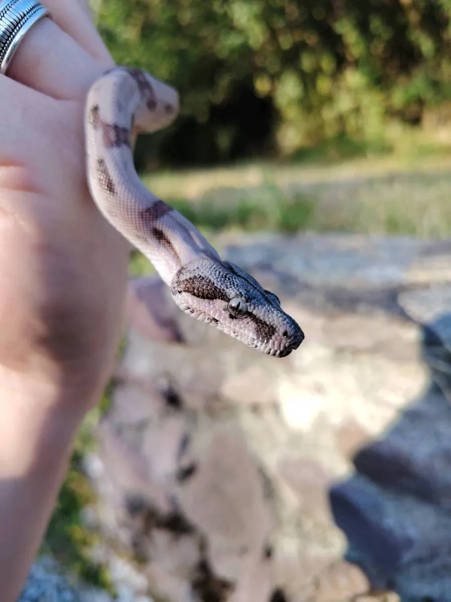 Jungle Boa - Image 3