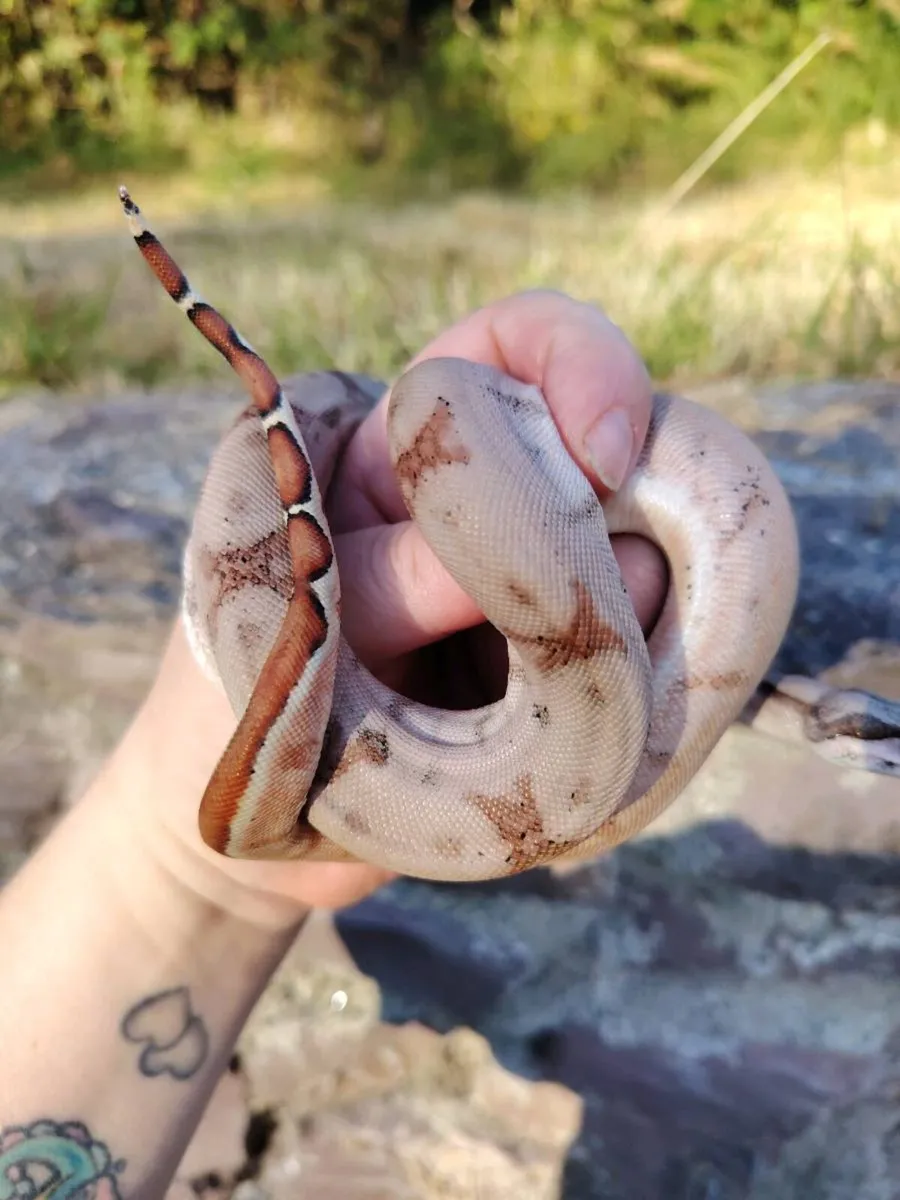Jungle Boa - Image 4