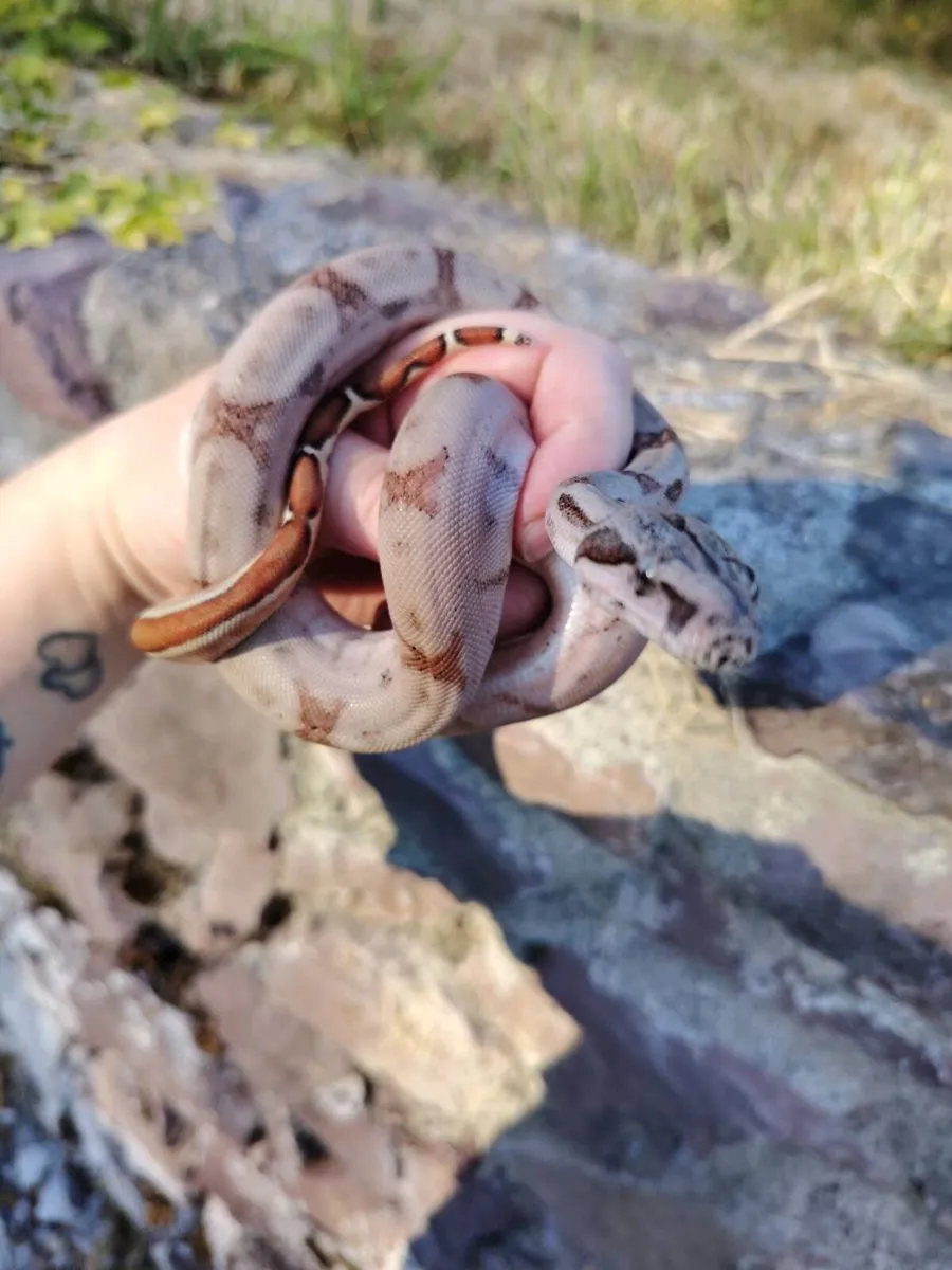 Jungle Boa - Image 1