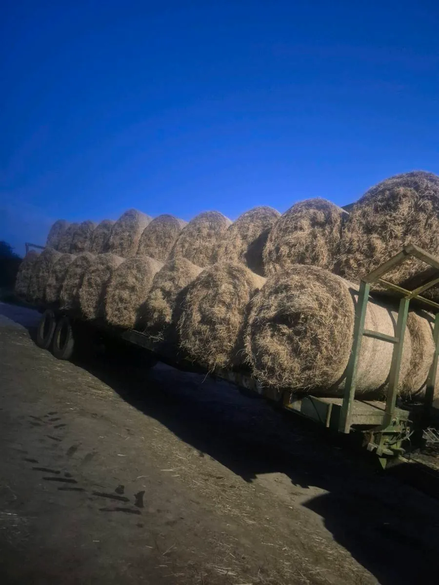 Organic hay fusion bales - Image 2