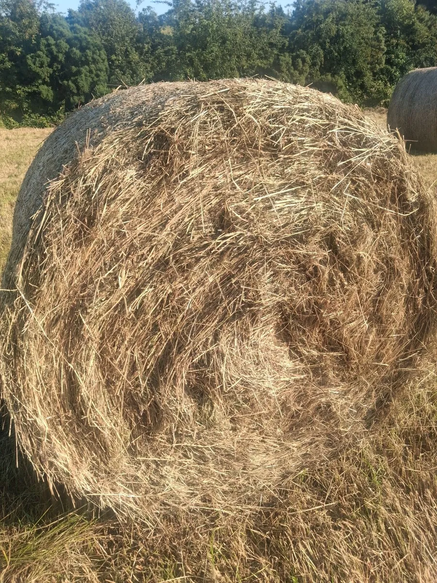 Round bales - Image 3