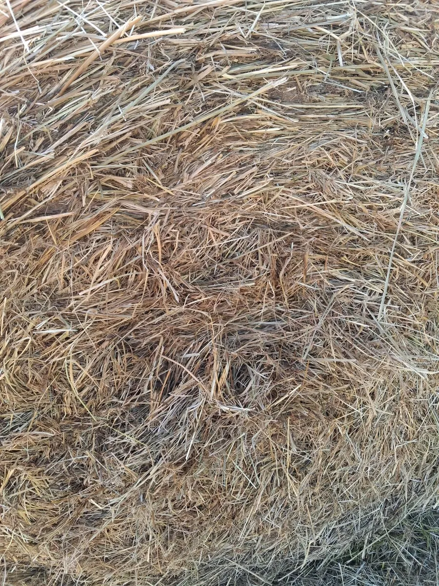 Round bales - Image 4