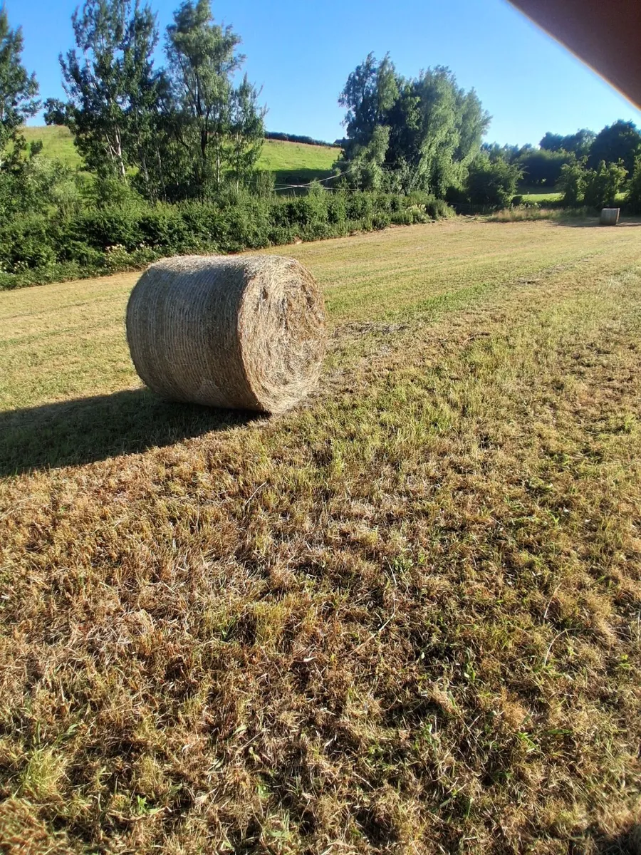 Round bales - Image 1