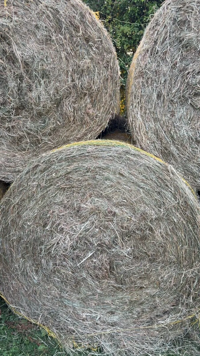 Hay for sale - Image 2