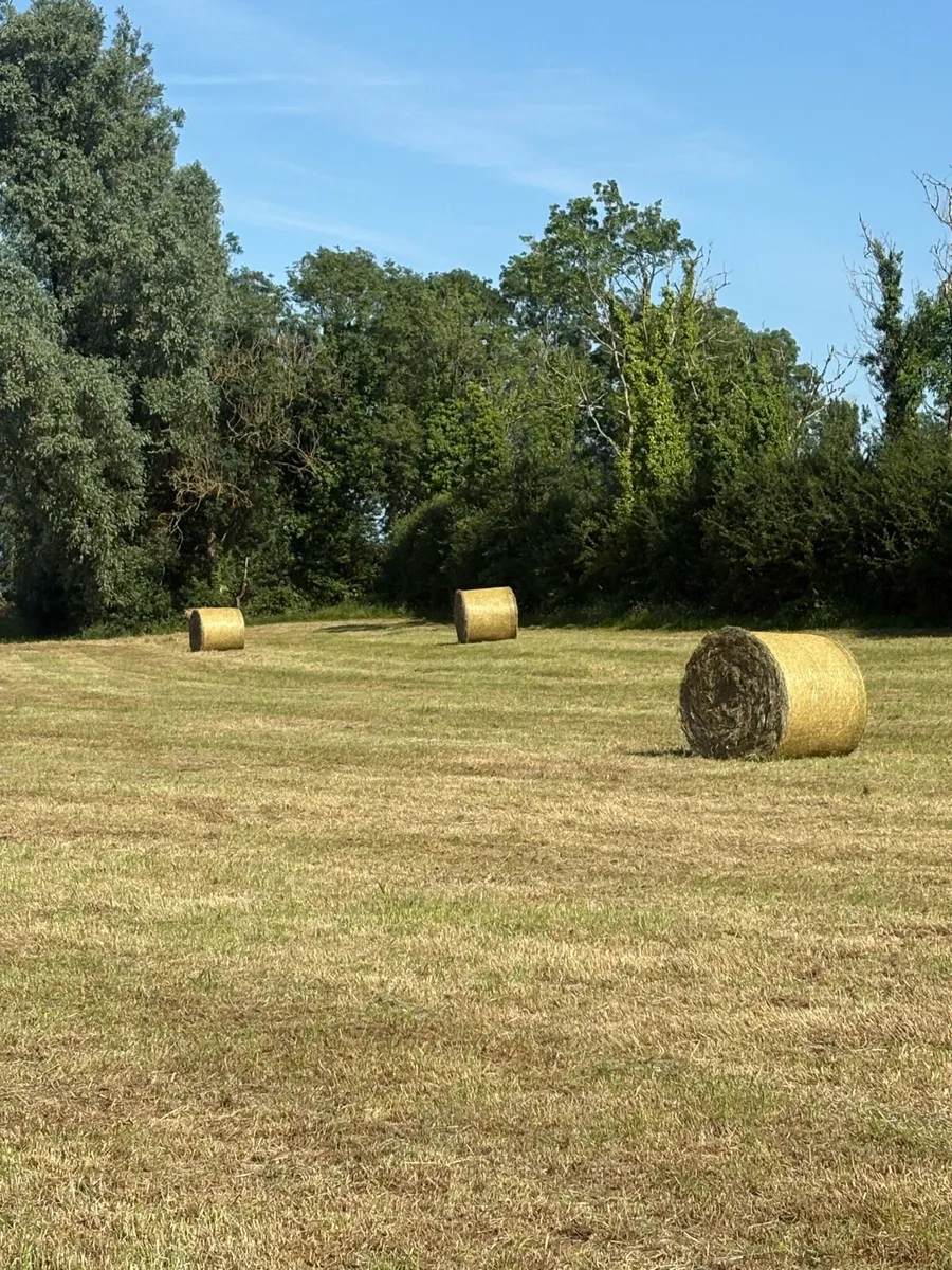 Hay for sale - Image 3